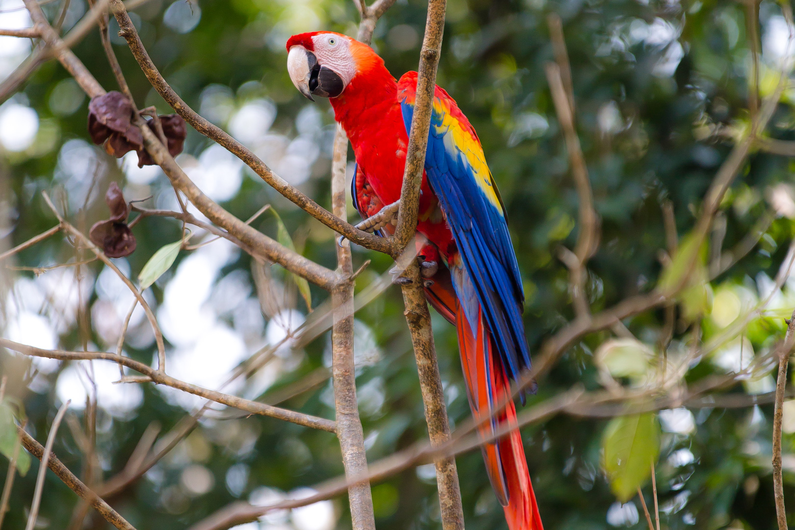 scarlet macaw tour belize