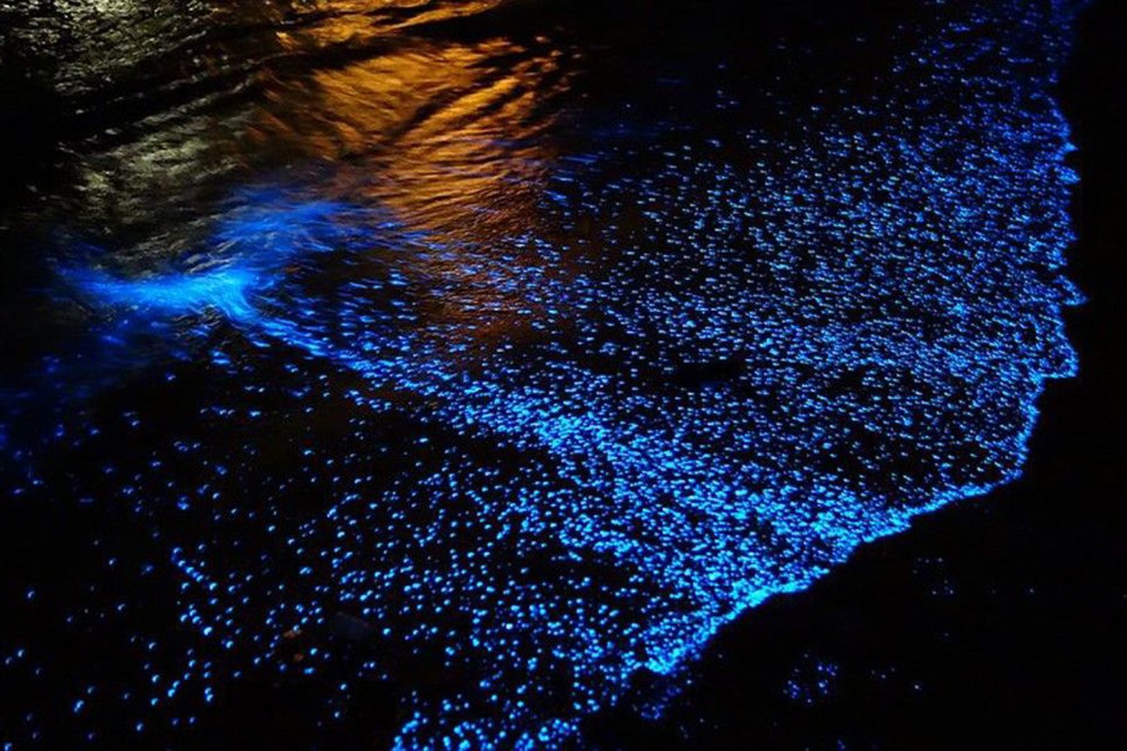 Belize-Bioluminescence-Tourwebopd